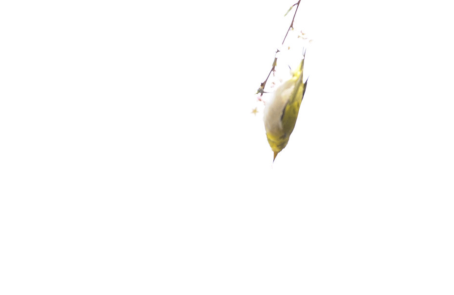 真っさかさま