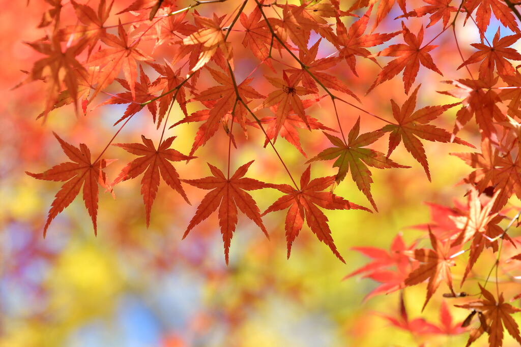 紅葉