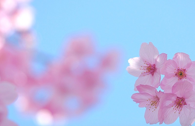 桜色