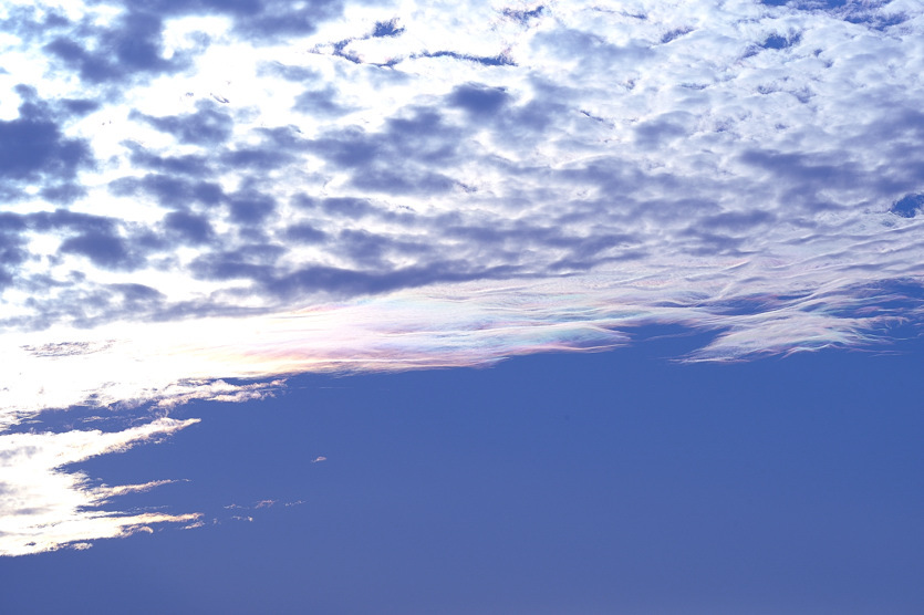 コスモスを見た雲