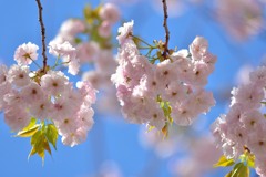 八重桜