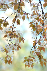 おおしま桜