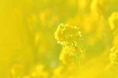 菜の花