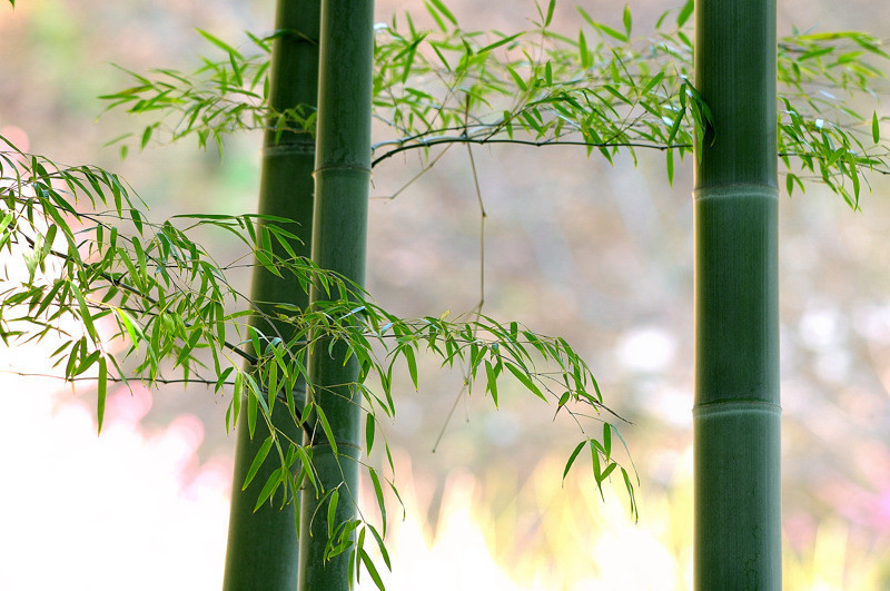 竹林