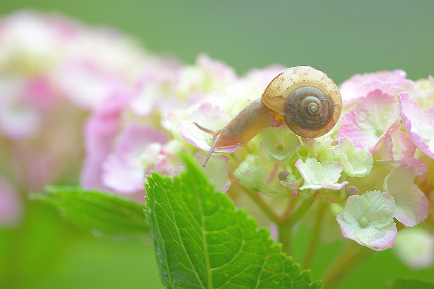 でんでん虫虫