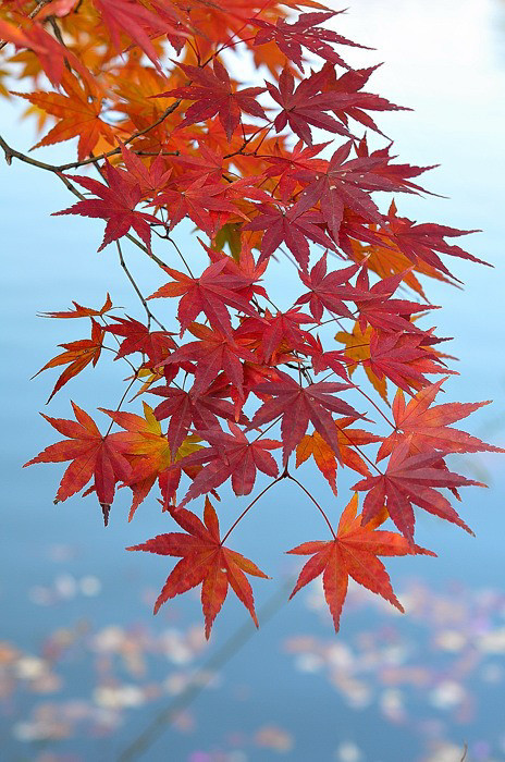 鎌倉で
