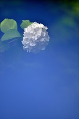 ひっそりと