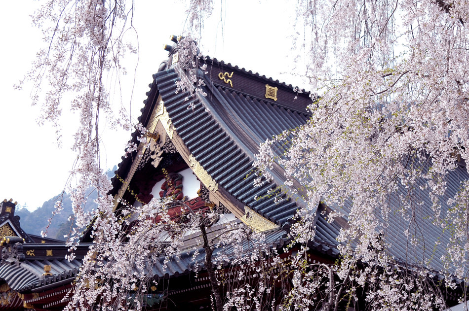 身延山久遠寺しだれ桜