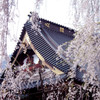身延山久遠寺しだれ桜