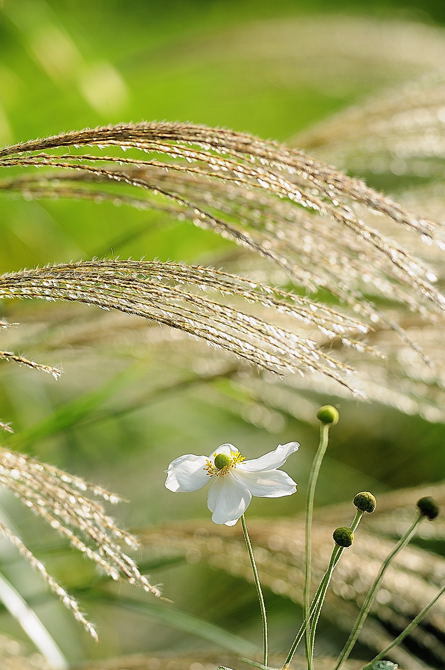 シュウメイ菊