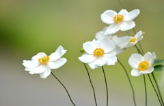 シュウメイ菊