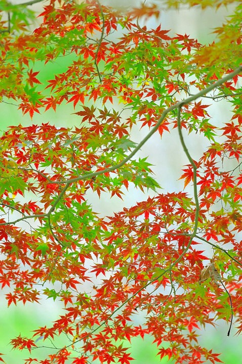 秋模様