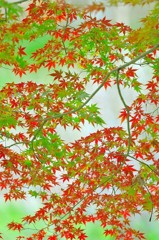 秋模様