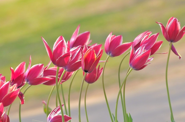 春の花
