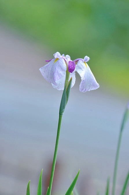 花菖蒲