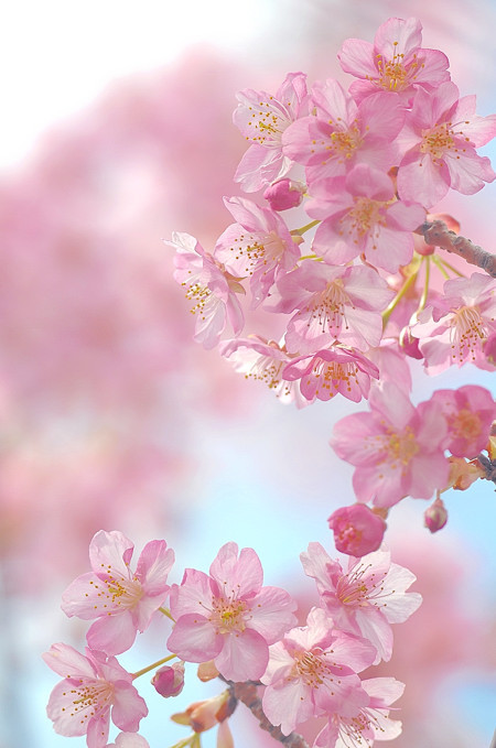 河津桜