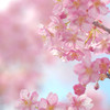 河津桜