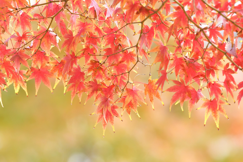 紅葉