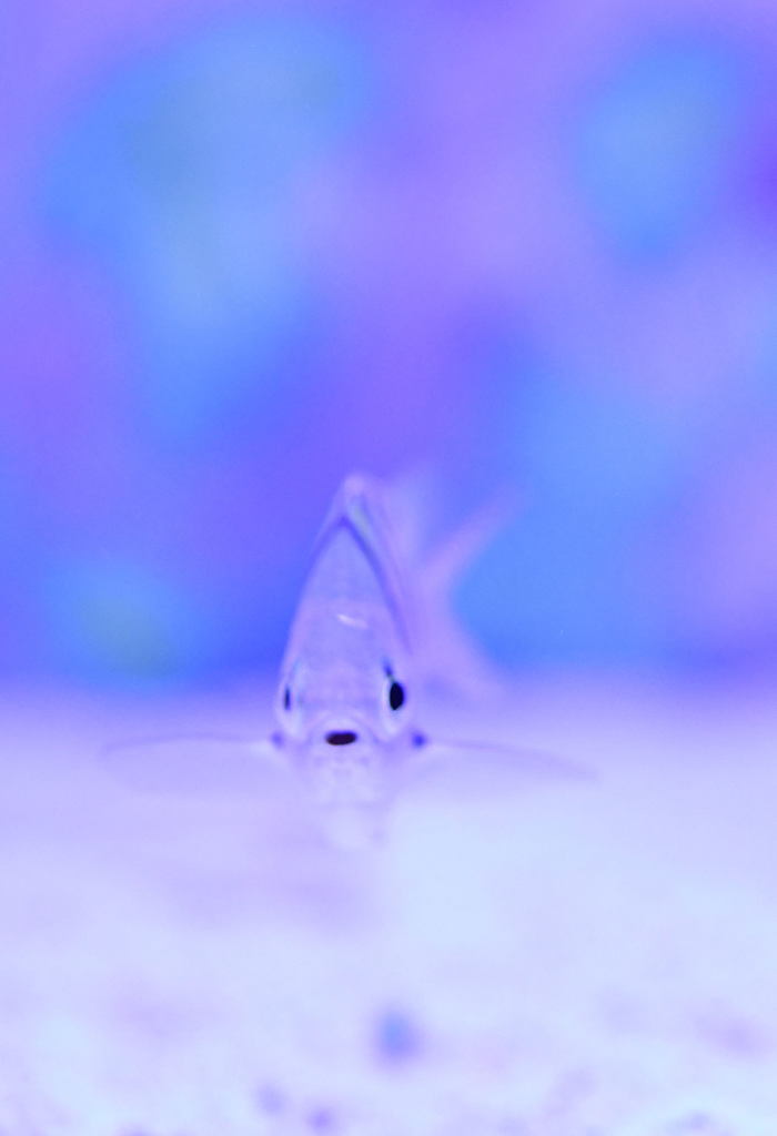 さかなです。
