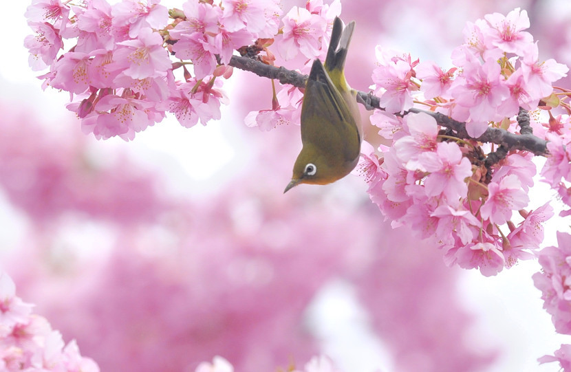 河津桜