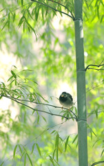 竹林の鳥さん