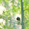 竹林の鳥さん