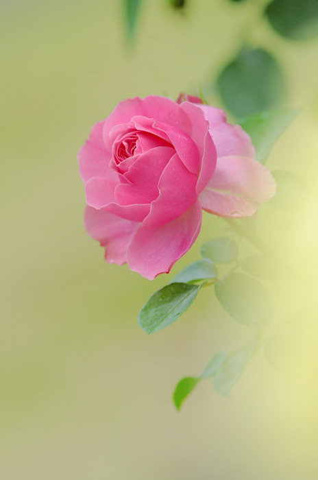 薔薇
