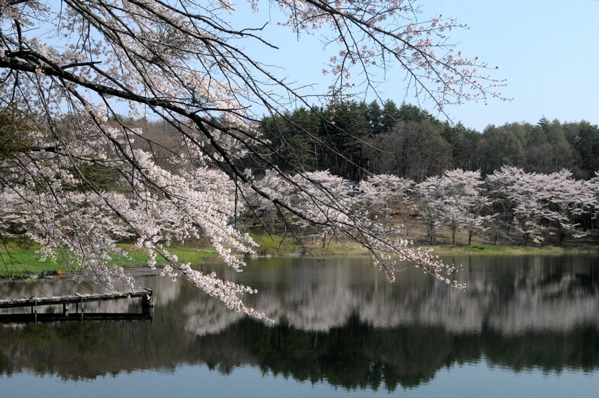 桜池