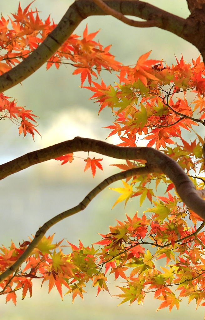 紅葉