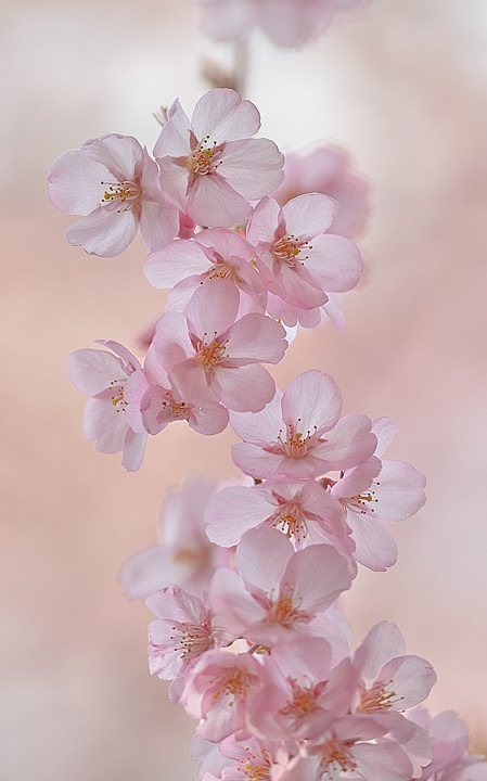 桜貝のような
