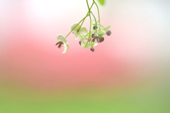 アケビ