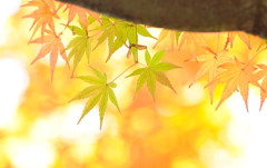 胸を離れない
