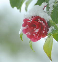 雪つばき