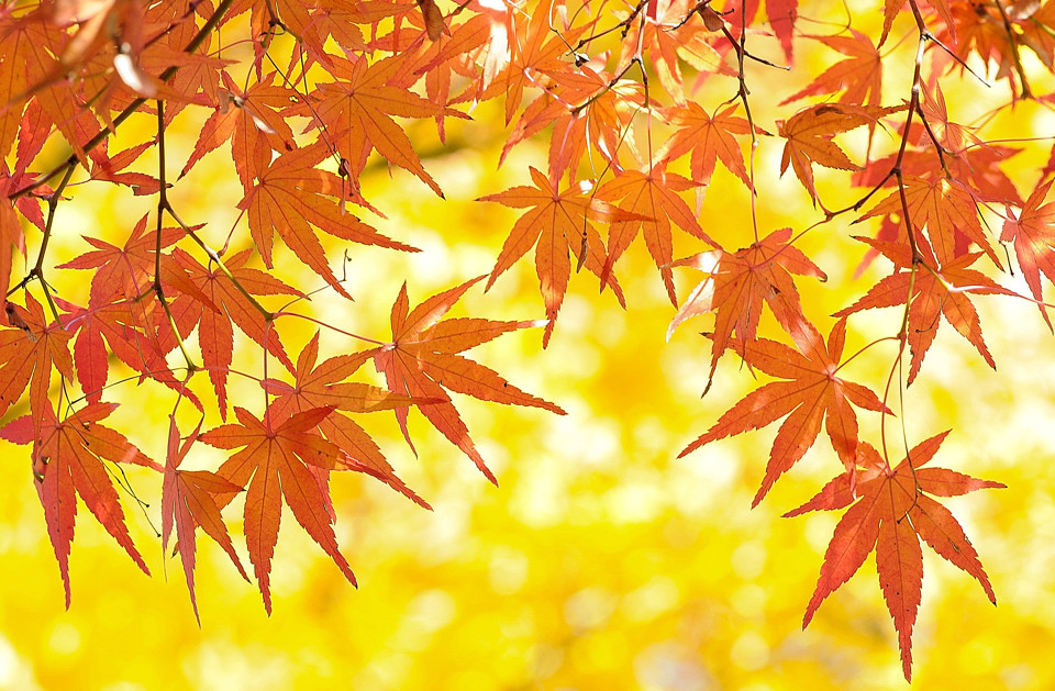 モミジ