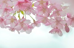 大船植物園　春めき