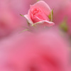 薔薇