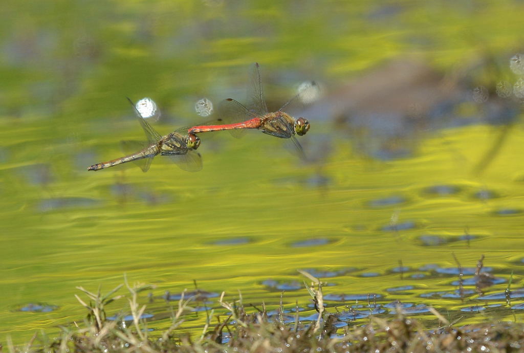 秋
