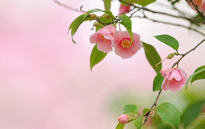 冬の花