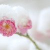 春よ来い！