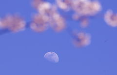 月桜