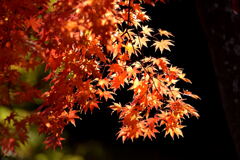 紅葉