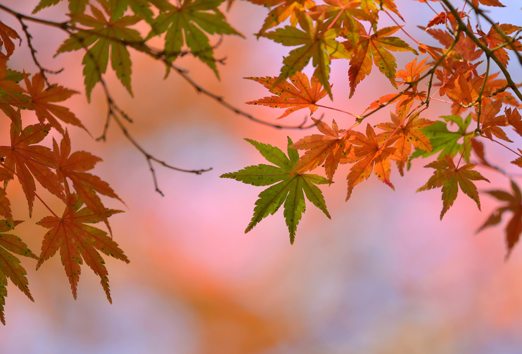 紅葉