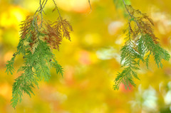 それぞれの紅葉