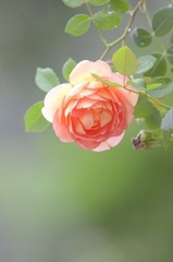 薔薇
