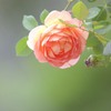 薔薇
