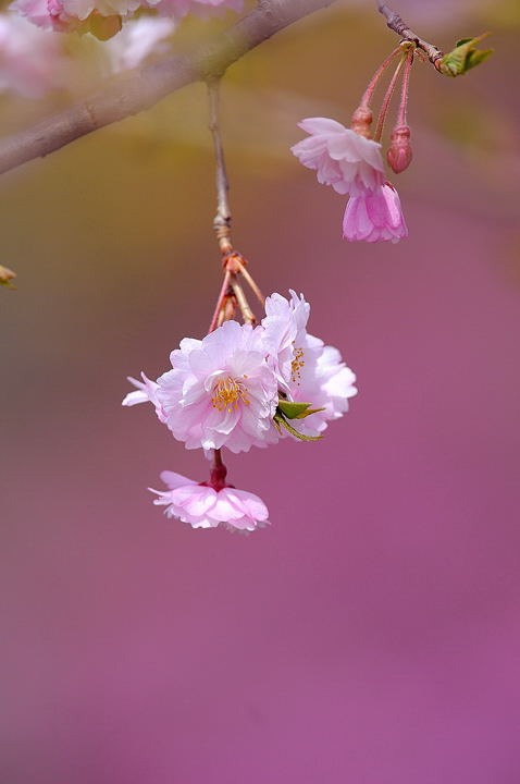 しだれ桜２