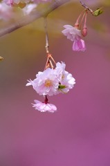 しだれ桜２