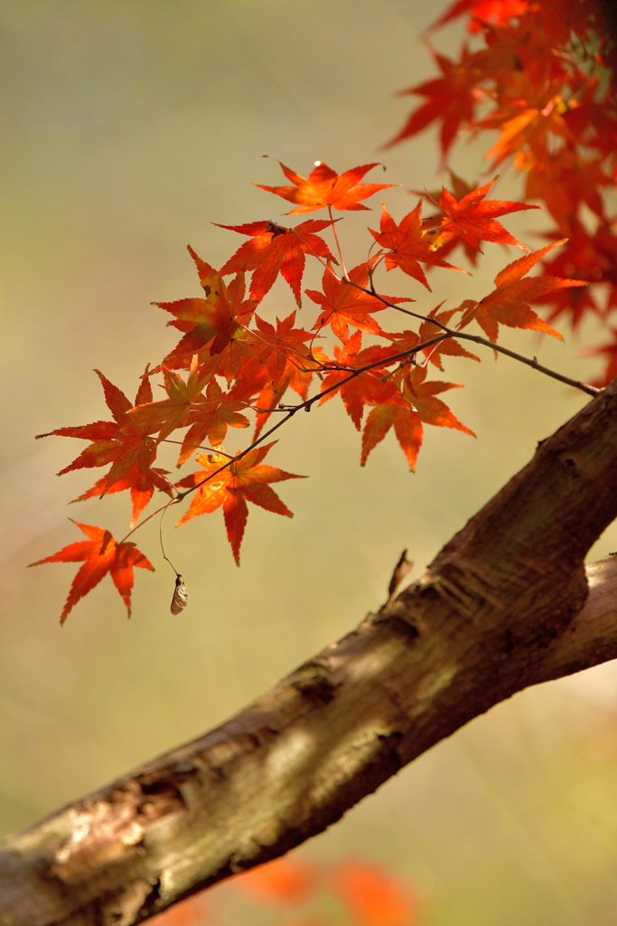 紅葉