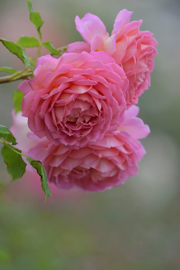 薔薇
