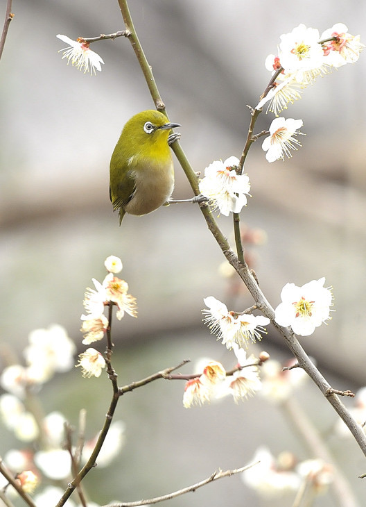 今日の鳥さん